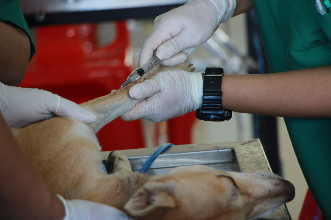 Perfil Bioquímico Básico y Hemograma para Perros y Gatos en HappyVet
