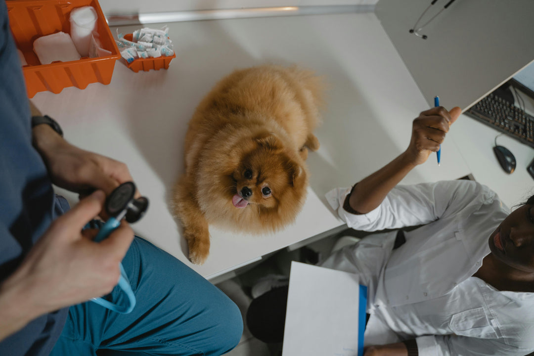 Vacunación Anual para Perro Adulto en HappyVet - Protección y Salud para Tu Mejor Amigo