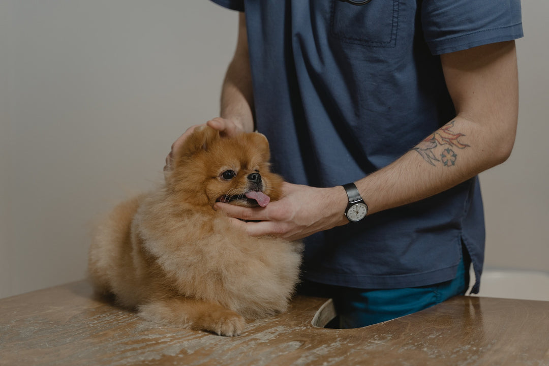Servicio Veterinario Integral para Perros y Gatos en HappyVet