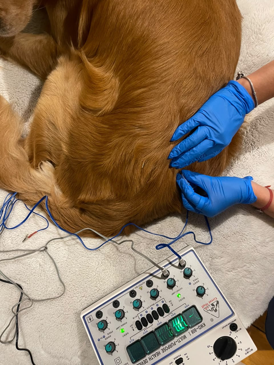 Acupuntura Veterinaria para Perros y Gatos | Dolor, Movilidad y Rehabilitación | HappyVet CDMX