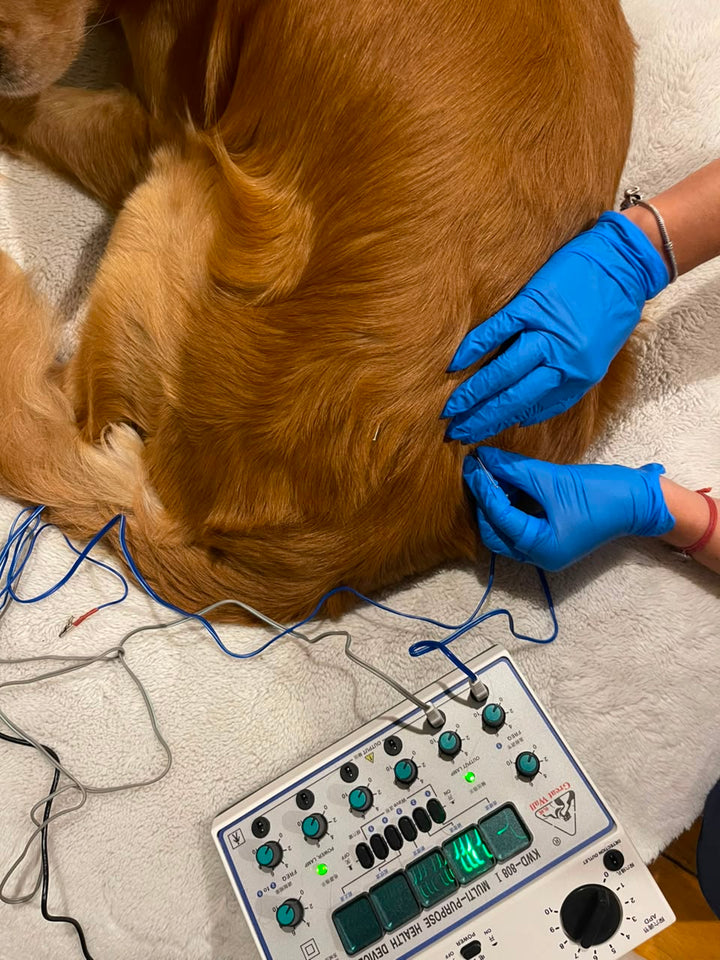 Acupuntura Veterinaria para Perros y Gatos | Dolor, Movilidad y Rehabilitación | HappyVet CDMX
