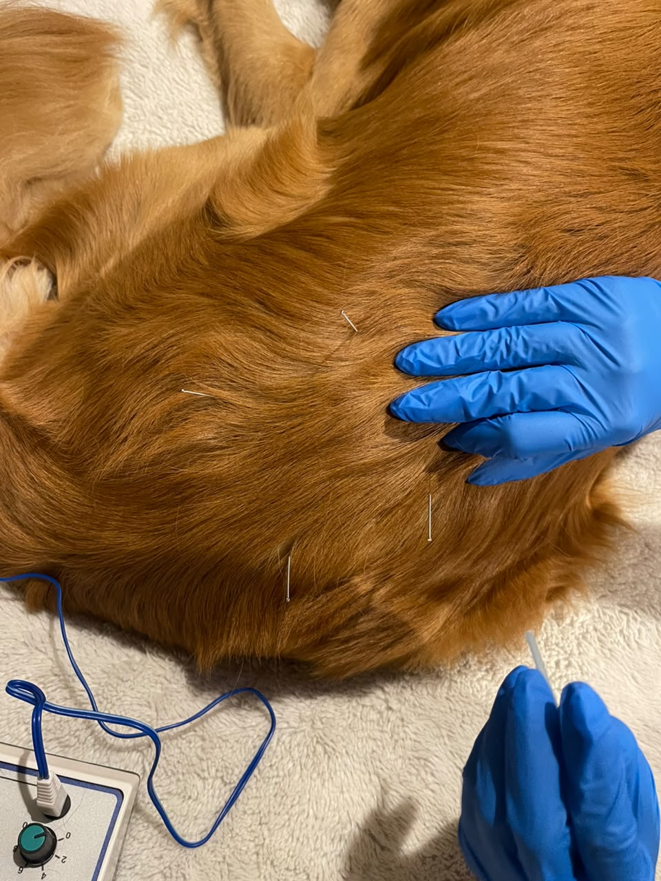 Acupuntura Veterinaria para Perros y Gatos | Dolor, Movilidad y Rehabilitación | HappyVet CDMX