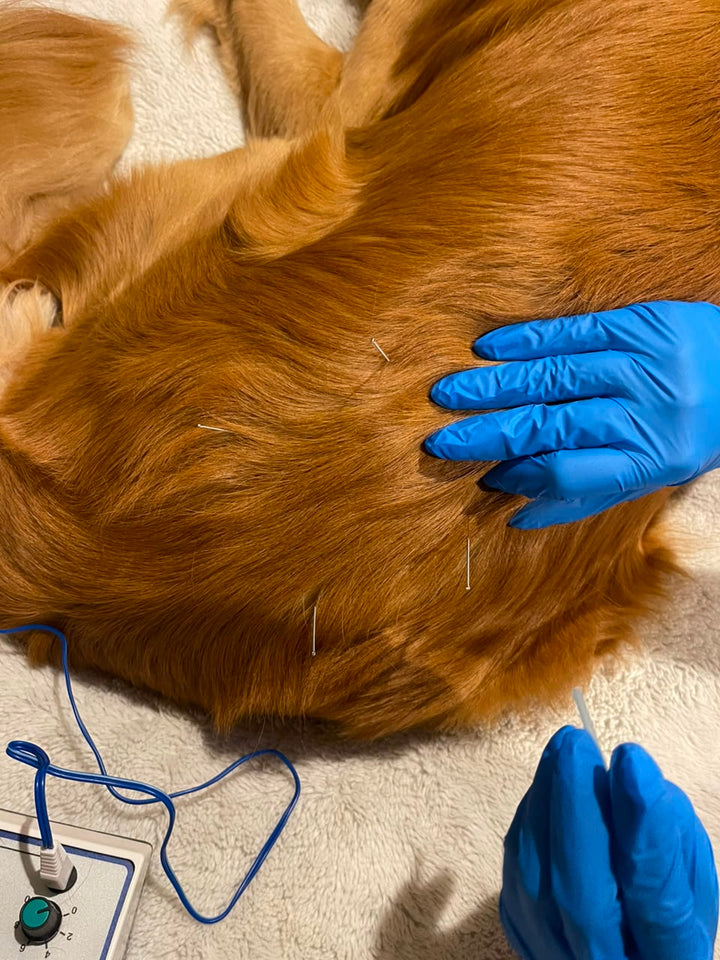 Acupuntura Veterinaria para Perros y Gatos | Dolor, Movilidad y Rehabilitación | HappyVet CDMX