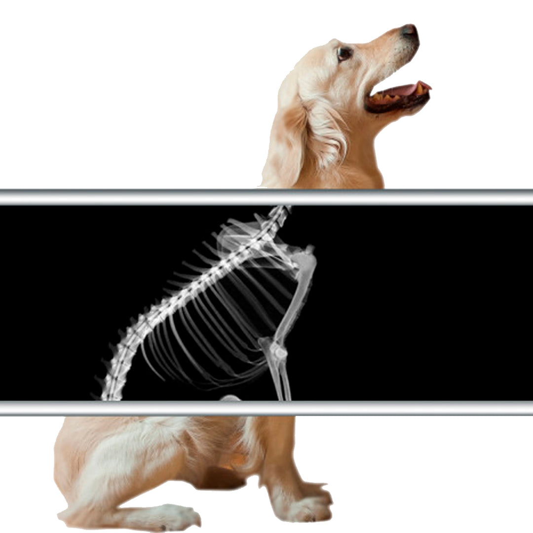 Radiografías digitales para mascotas.