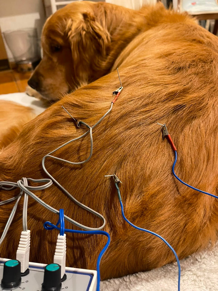 Acupuntura Veterinaria para Perros y Gatos | Dolor, Movilidad y Rehabilitación | HappyVet CDMX