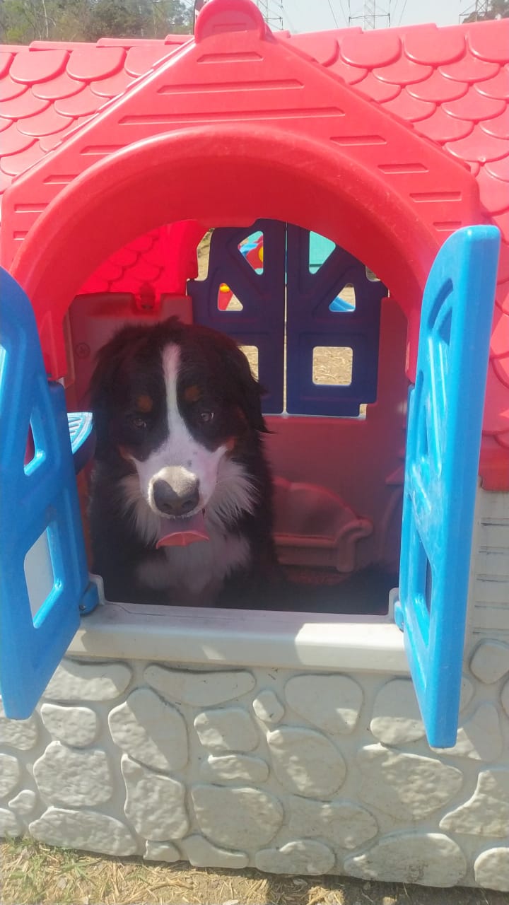 Hotel para Perro por Día en Peek Paws