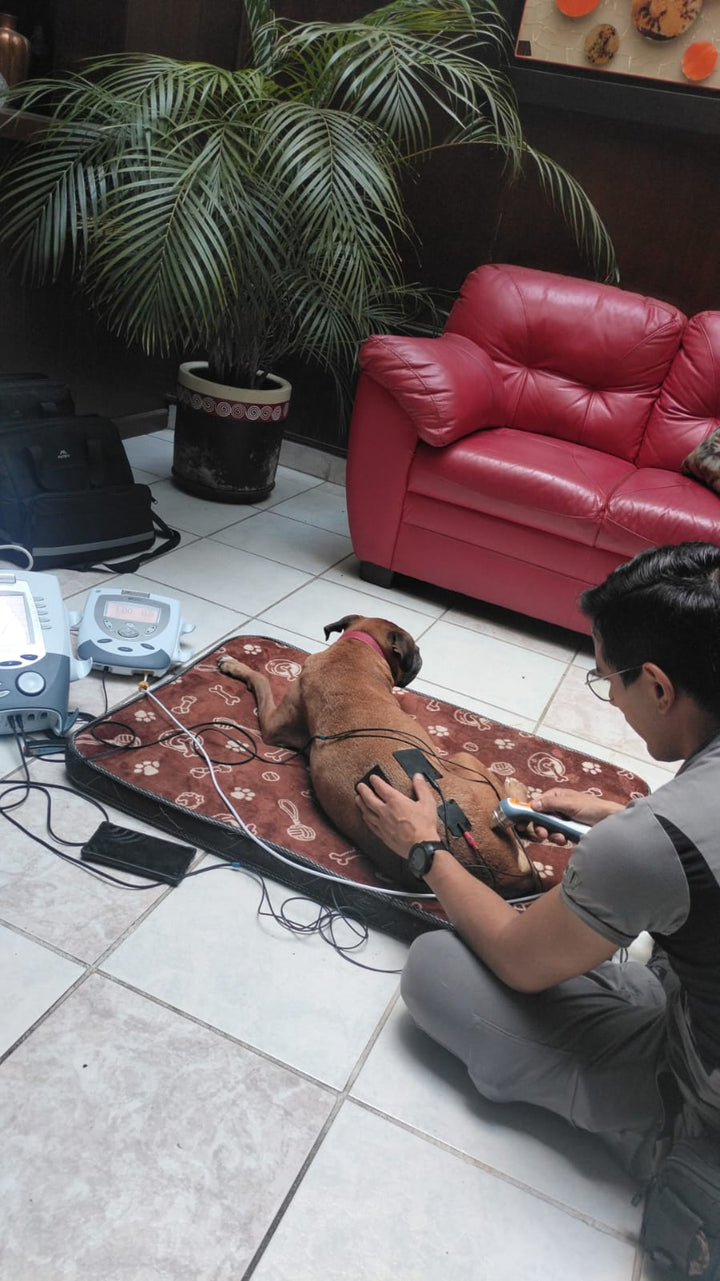 Fisioterapia Veterinaria en Clínica | Rehabilitación Canina y Felina HappyVet