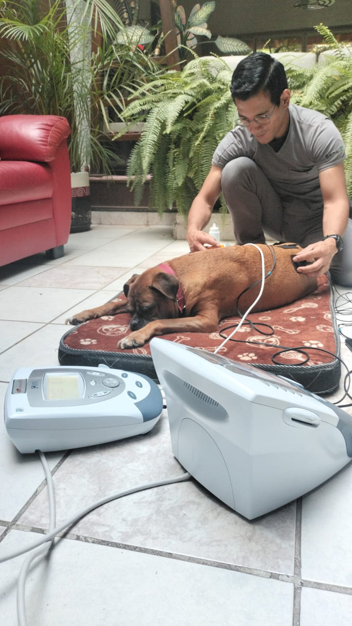 Fisioterapia Veterinaria en Clínica | Rehabilitación Canina y Felina HappyVet